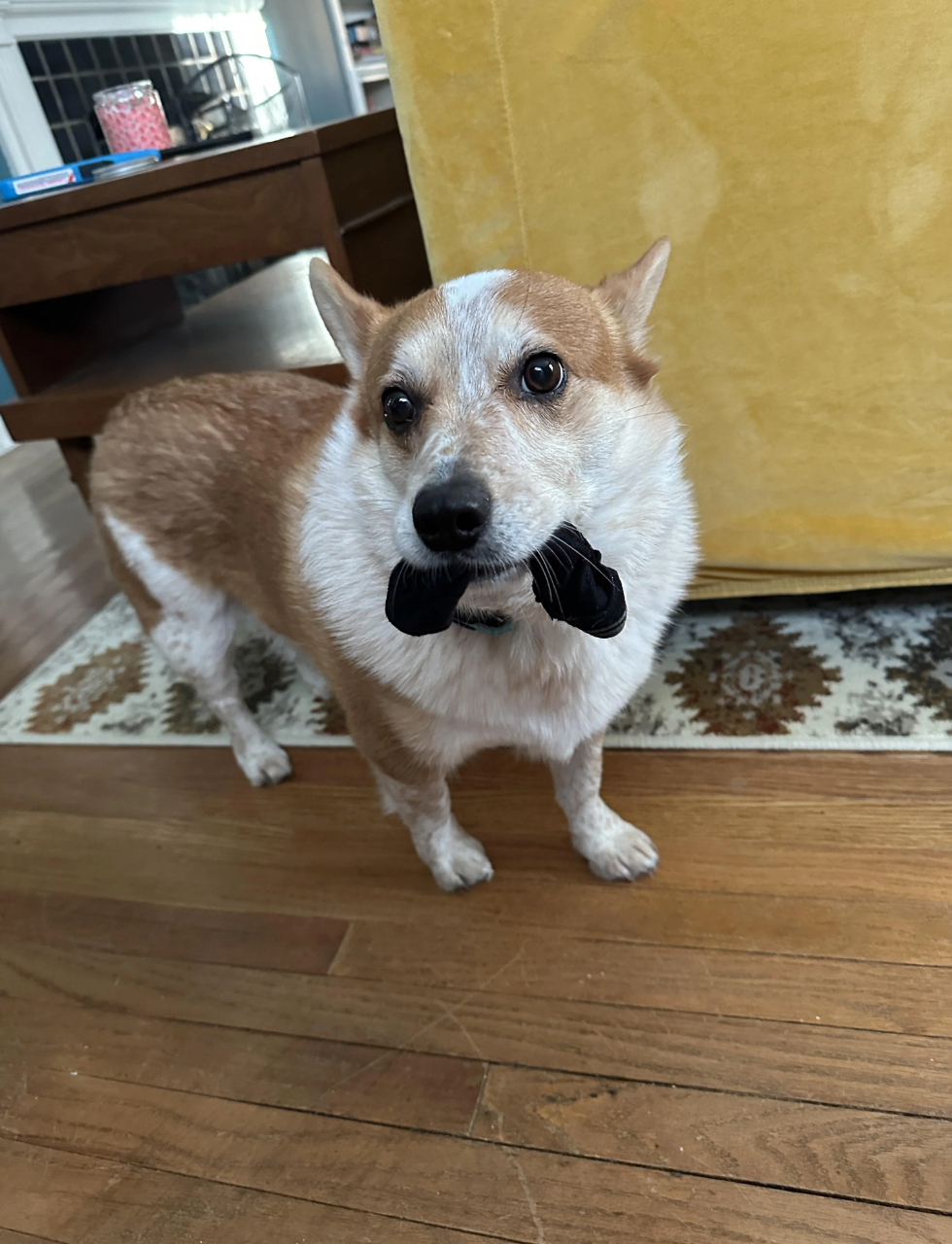 A small dog stands on a wooden floor, holding a black sock in its mouth, looking up at the camera in a cozy home setting