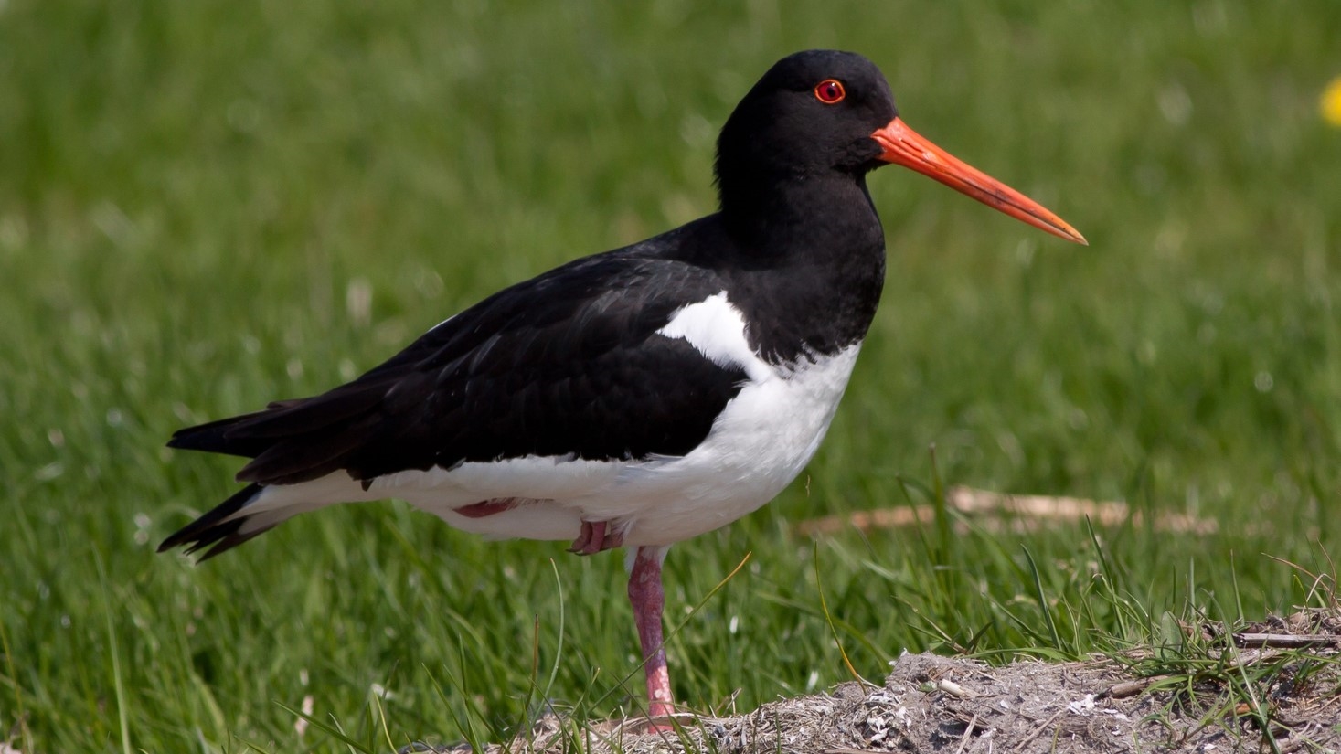 Now AI Is Ruining The Innocent Hobby Of Bird-Watching