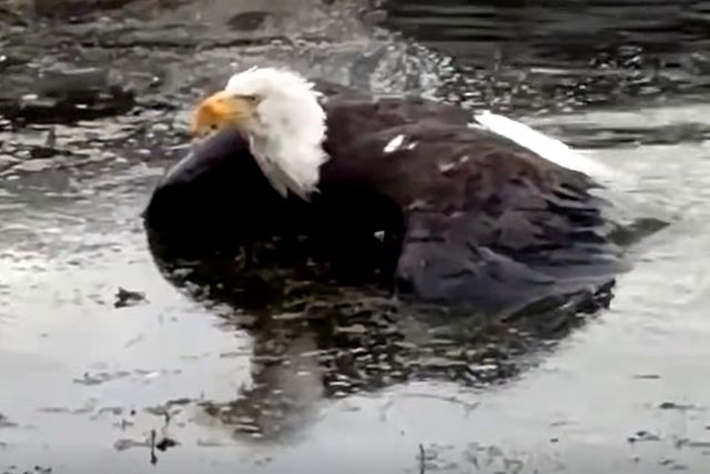 Famous Bald Eagle Mom Jackie, Who Was Feared Dead, Is Rescued Alive Days After Her Disappearance