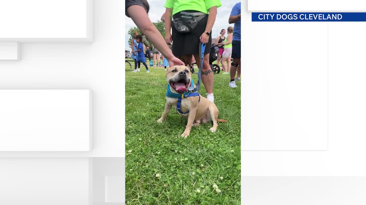 Cleveland City Dogs is full and needs your help