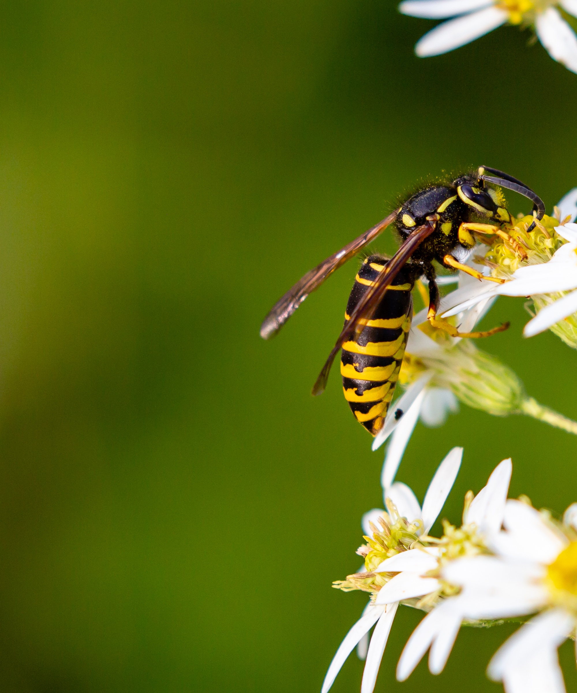 Yellowjacket on flower