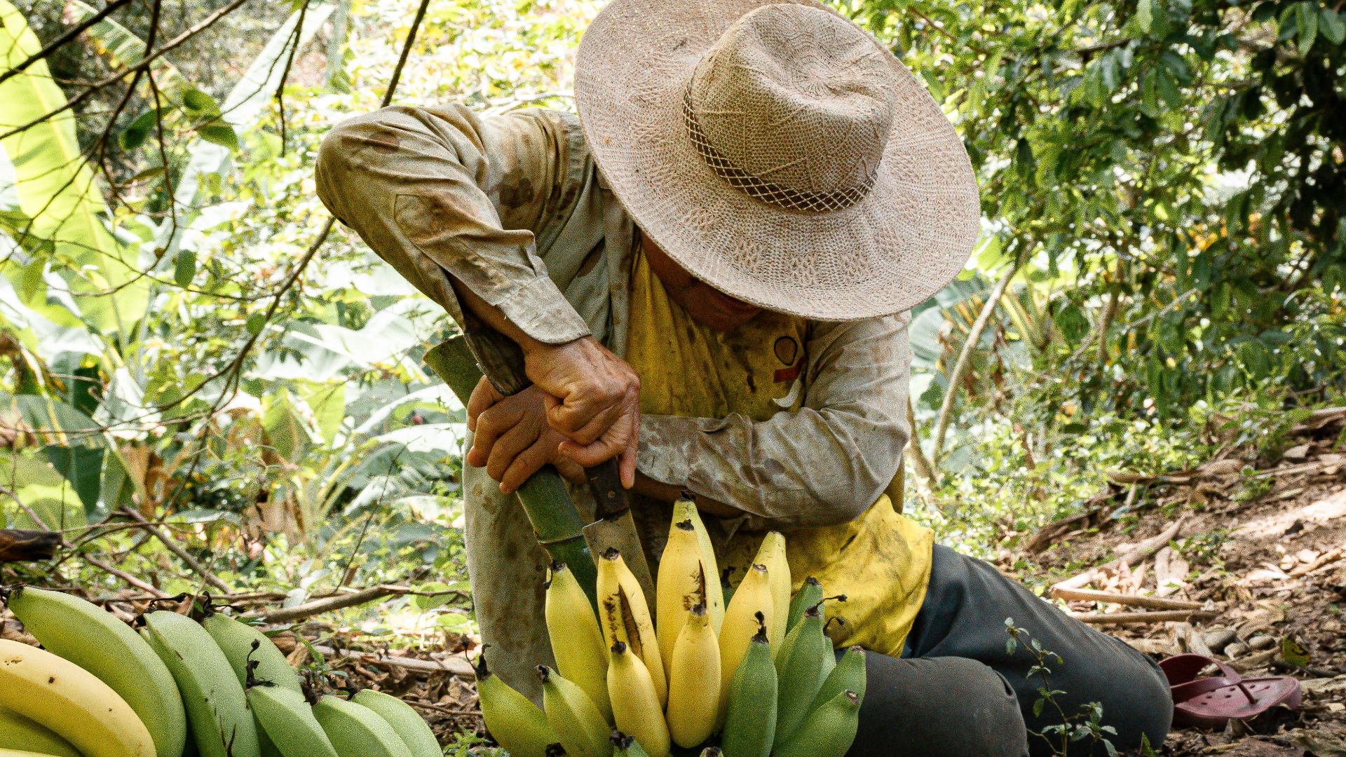 Why We Should All Be Buying Fair Trade Bananas