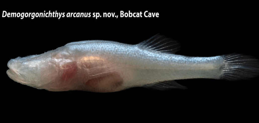New eyeless 'demon cavefish' discovered in Alabama named after mythological Demogorgon