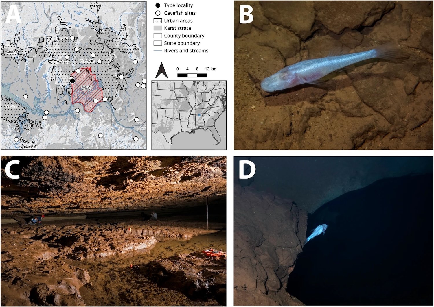 Distribution map, photos in life of Demogorgonichthys arcanus gen. et sp. nov. and habitat. Distribution of D. arcanus gen. et sp. nov. from the type locality—Bobcat Cave—and occurrences of Typhlichthys subterraneus in the Huntsville metropolitan area in north-central Alabama (A). The boundary of Redstone Arsenal is shown in red hatching. Photos of Demogorgonichthys arcanus sp. nov. in situ on 5 February 2025 at Bobcat Cave (B and D). Pools in the Shrimp Room at Bobcat Cave where D. arcanus sp. nov. was discovered (C). Photographs by M.L. Niemiller (B and D) and A. Hinkle (C).