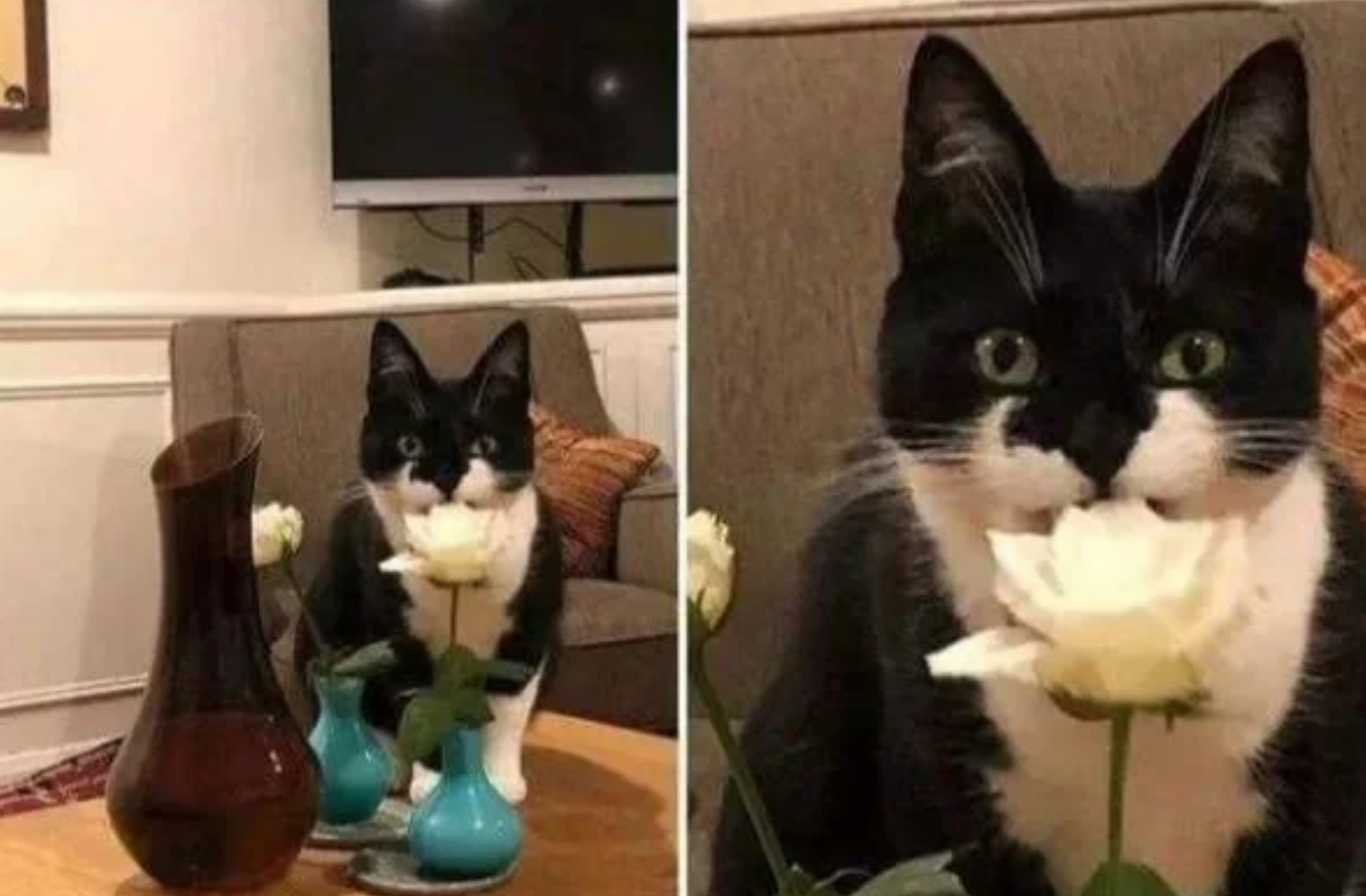 Cat humorously positioned behind a white rose, giving the illusion of sniffing the flower. Image split into two angles for comedic effect