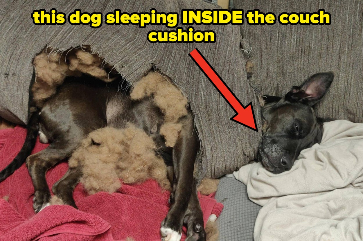 45 pets acting like tiny villains that made me cackle