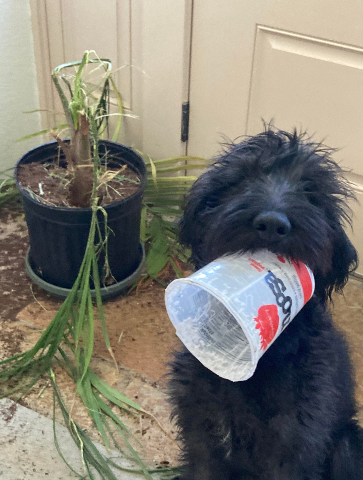 Dog holding a plastic cup standing next to a tipped-over plant inside a home
