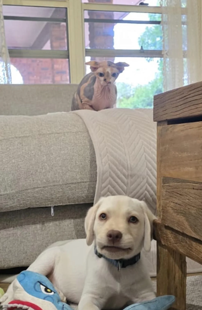 Hairless cat on a sofa watches a playful puppy with toys on the floor. Cozy living room setting