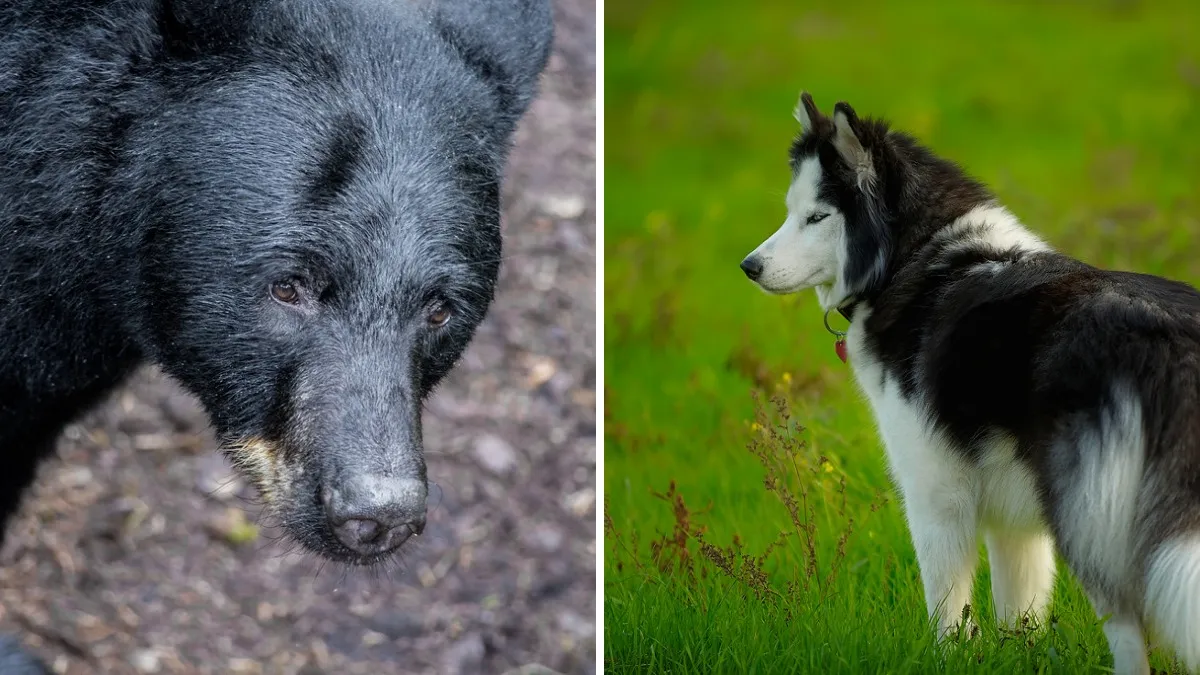 A wild black bear suddenly charged at a six-year-old boy in Connecticut, but the family's dog heroically fended it off
