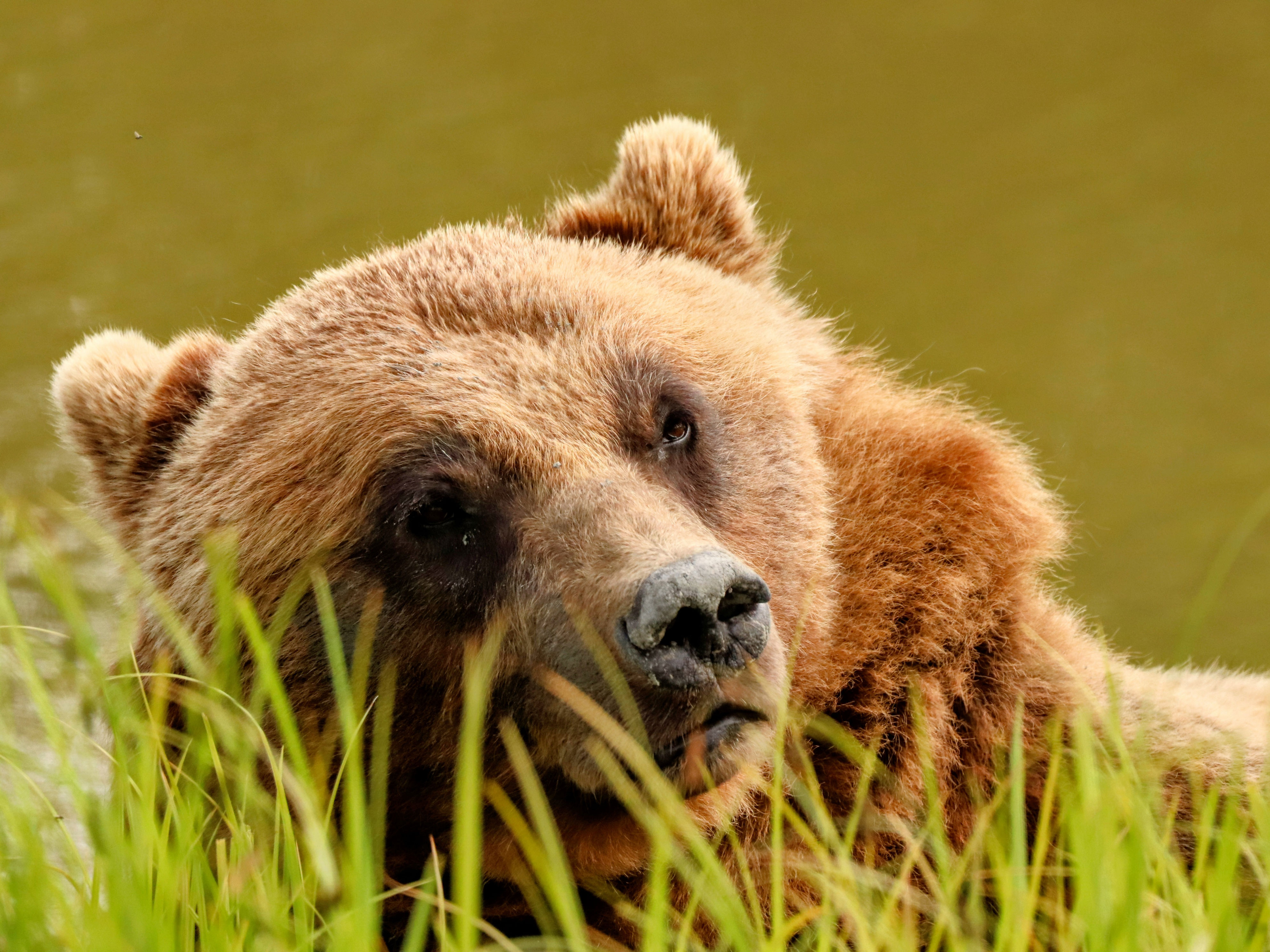 Brown bear resting at Alaska Wildlife Conservation Center, Girdwood, Alaska
