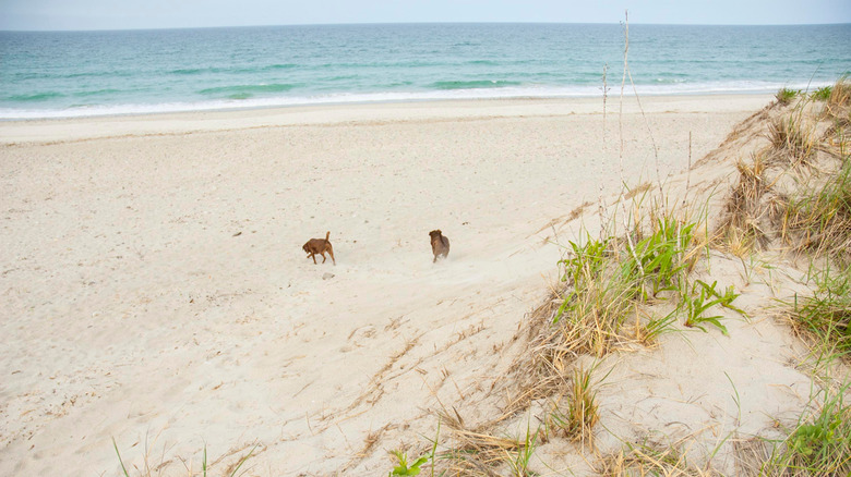Two dogs on Rexhame Beach in Marshfield, Massachusetts