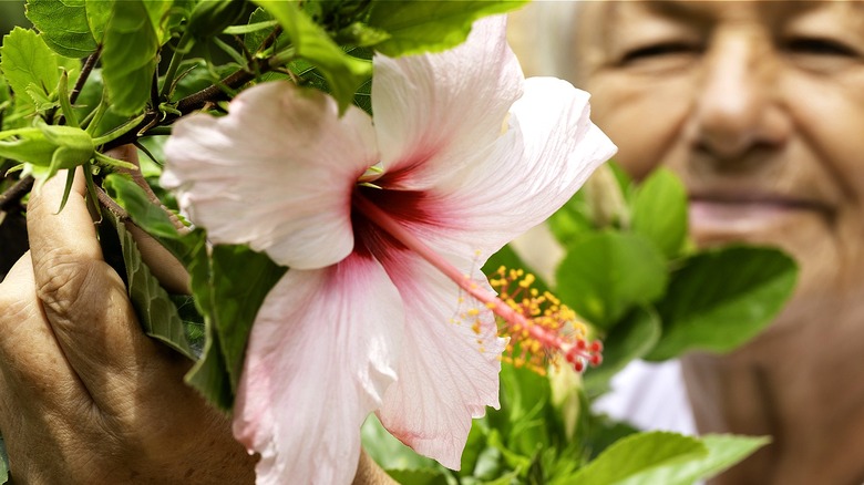 Why do some flowers close at night?