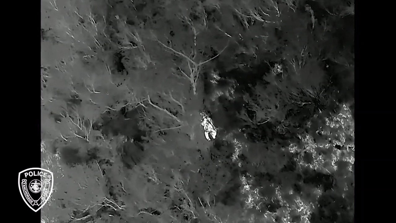 Thermal drone image showing bear