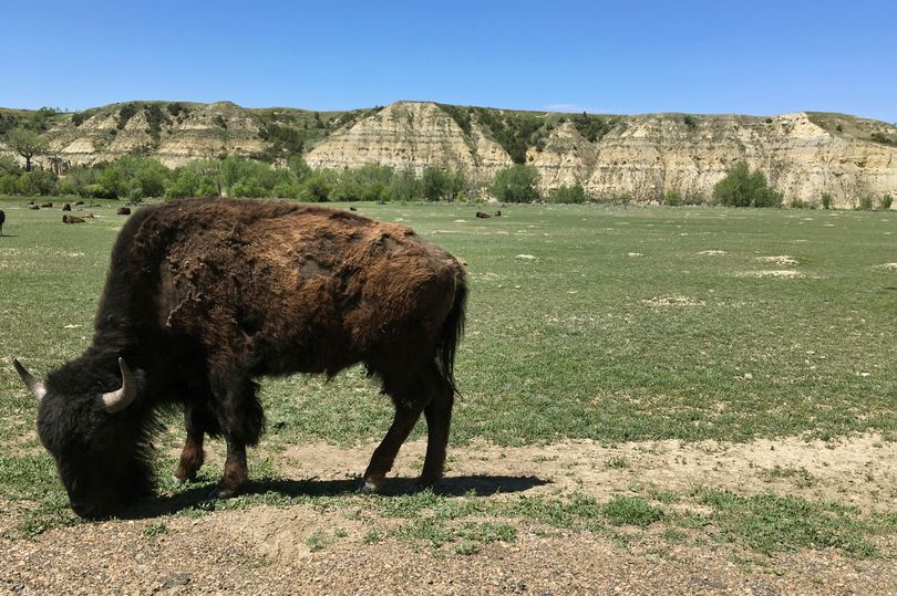 Bison can become extremely aggressive during mating season