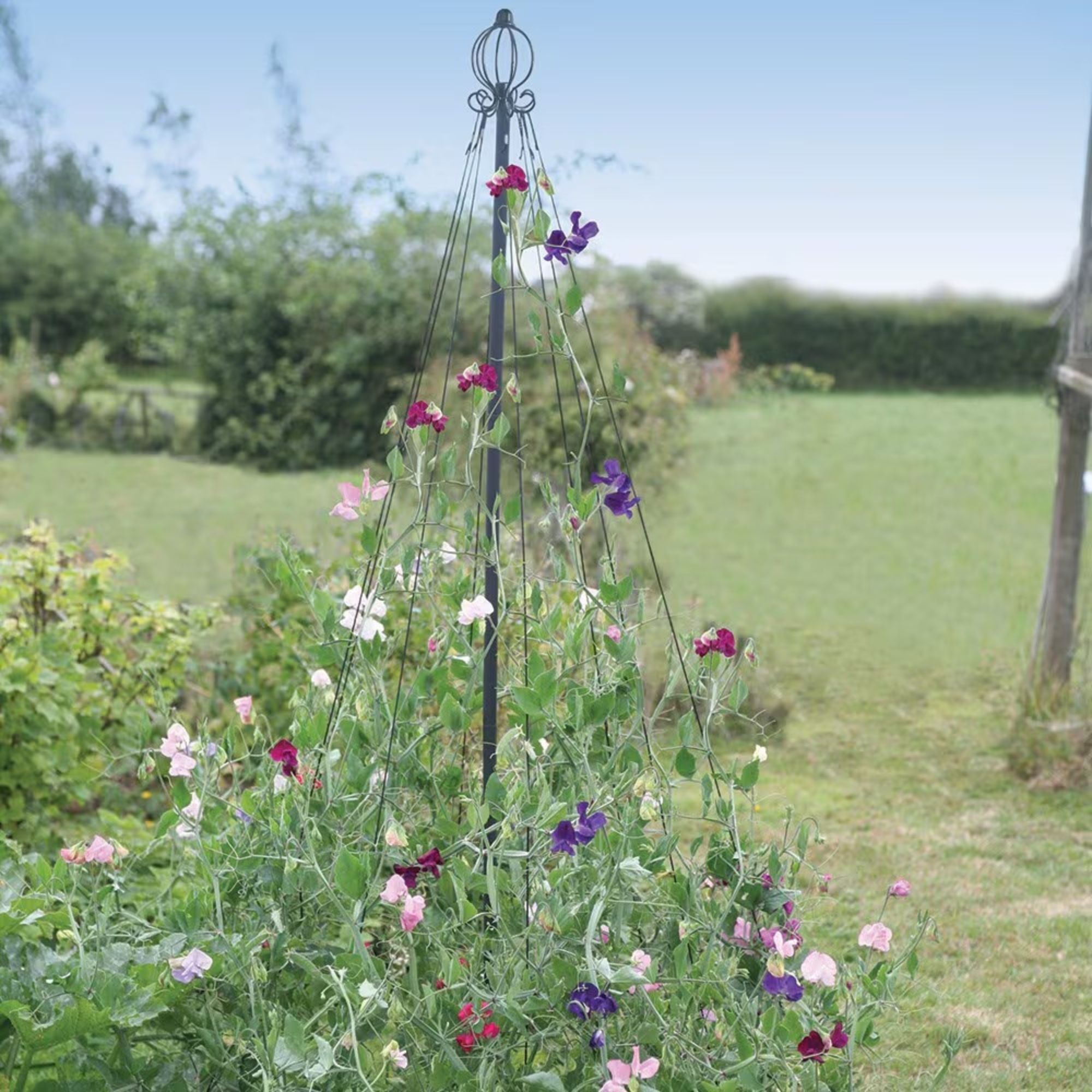 maypole plant support