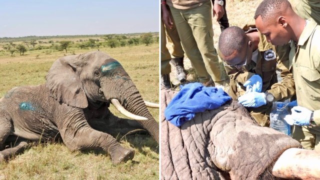 An elephant in Kenya is hit with several arrows, and vets dig one out by his eye