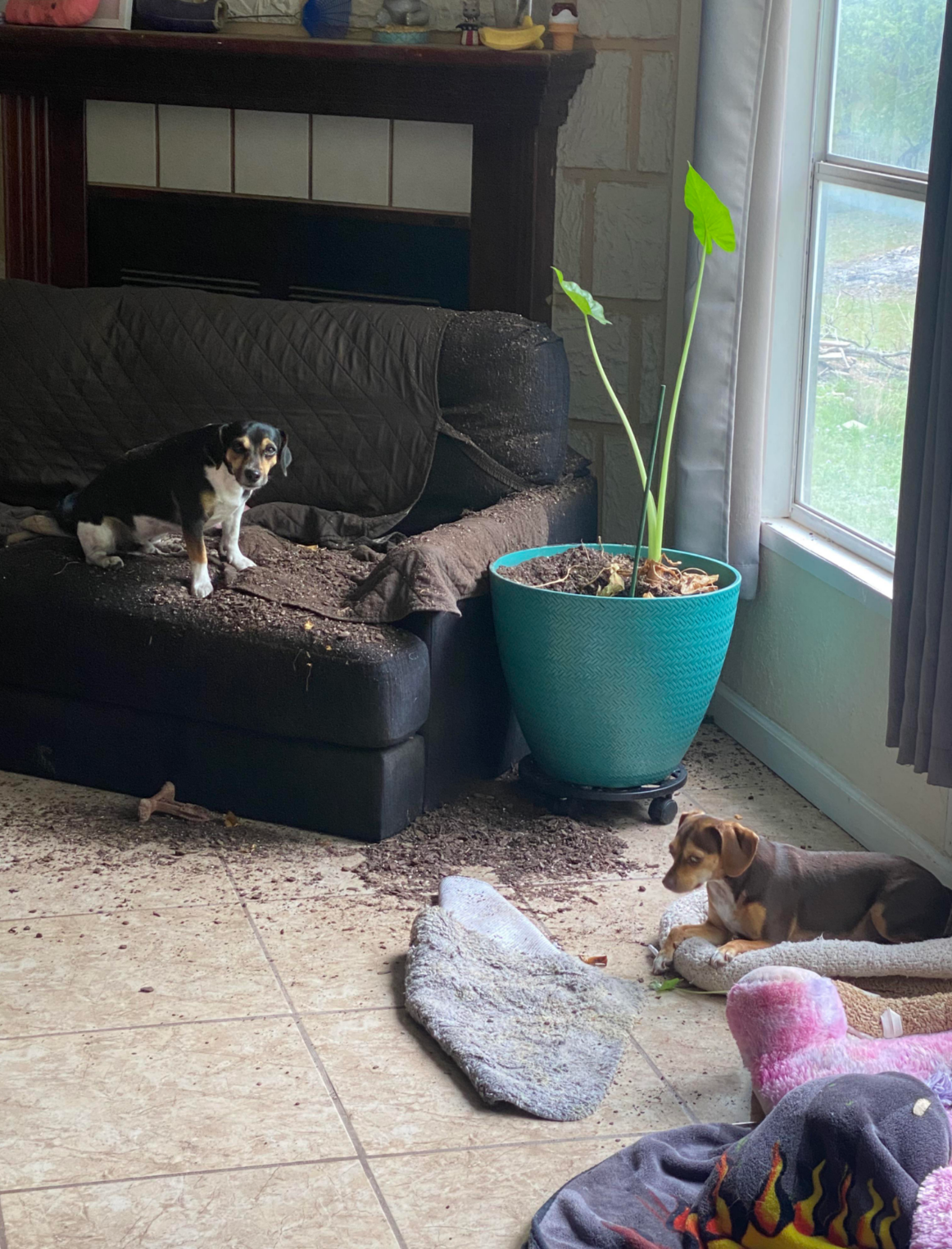 Two dogs look guilty in a room with a tipped plant and soil spilled on the couch and floor