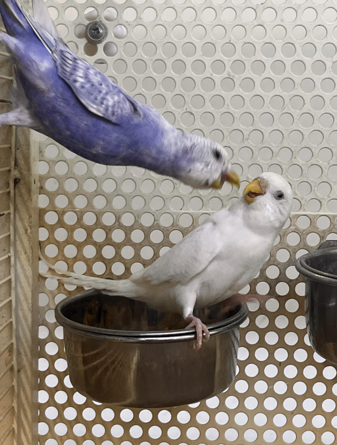 Two parakeets interacting; one is perched on a bowl, while the other hovers above, appearing to feed the perched one