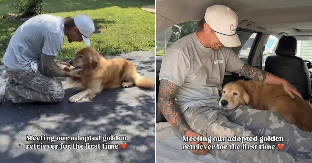 Human Meets Rehomed Golden Retriever After Adoption & It's Like They've Always Been Family