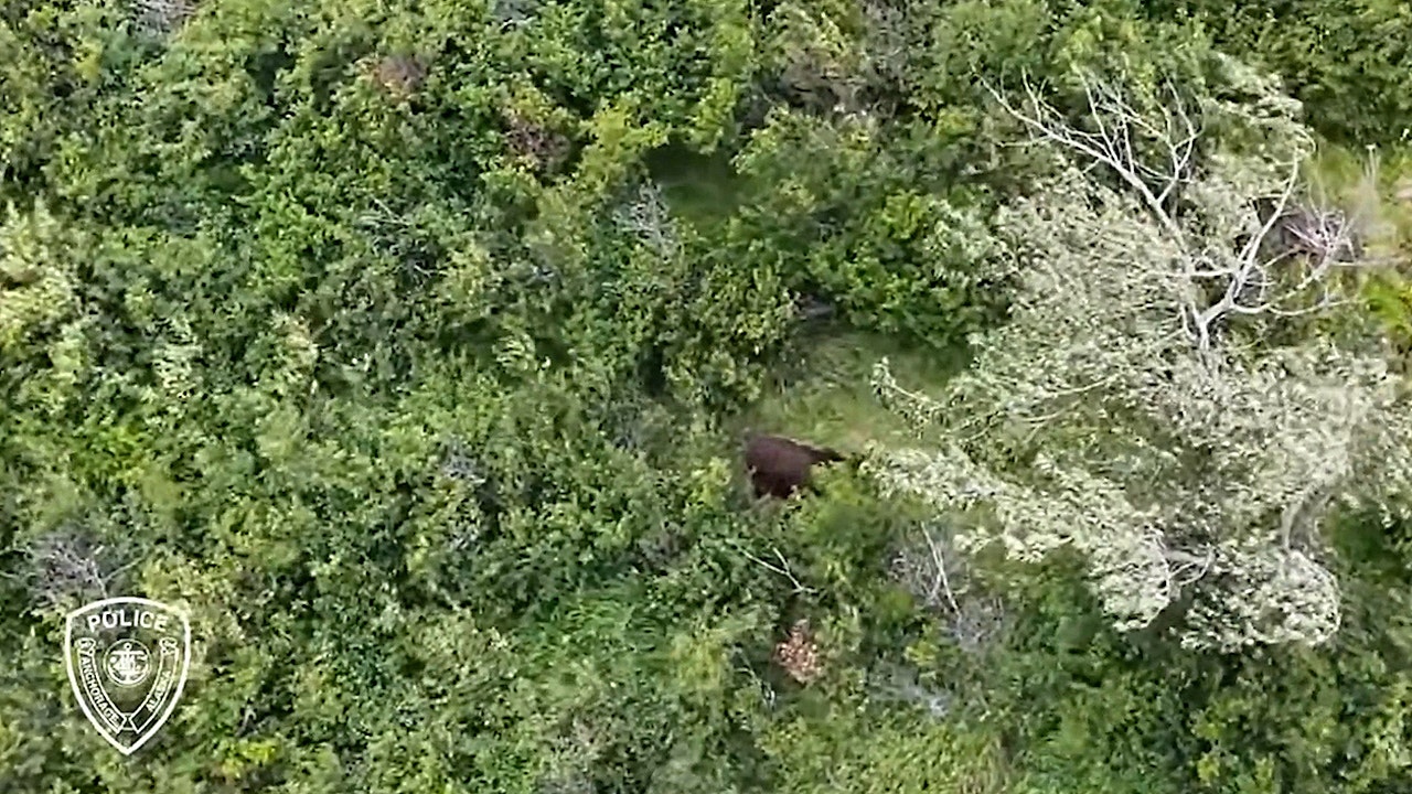 Aerial view of brown bear