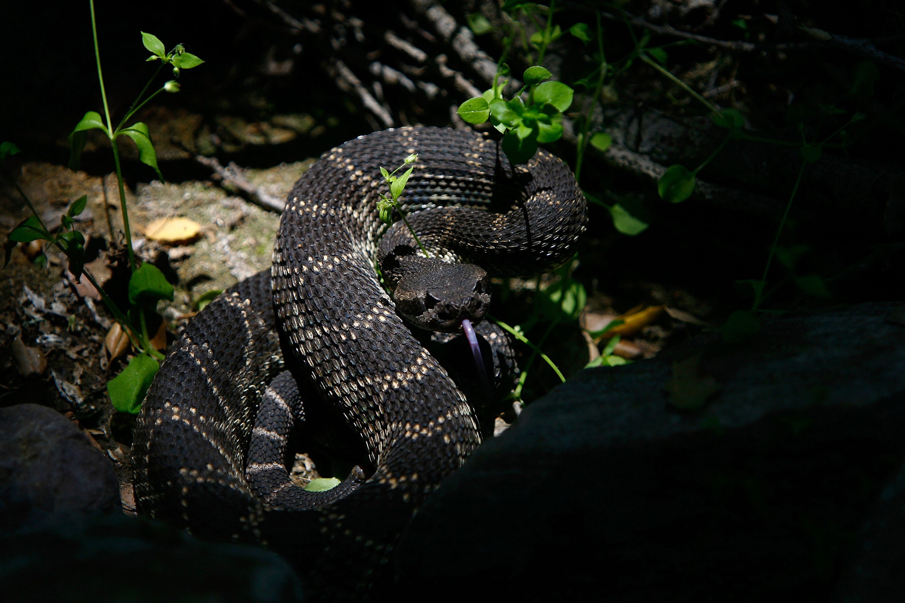 A venomous southern Pacific rattlesnake tastes the air in Santa Ynez Canyon in Topanga State Park on May 21, 2008 in Los Angeles, California.