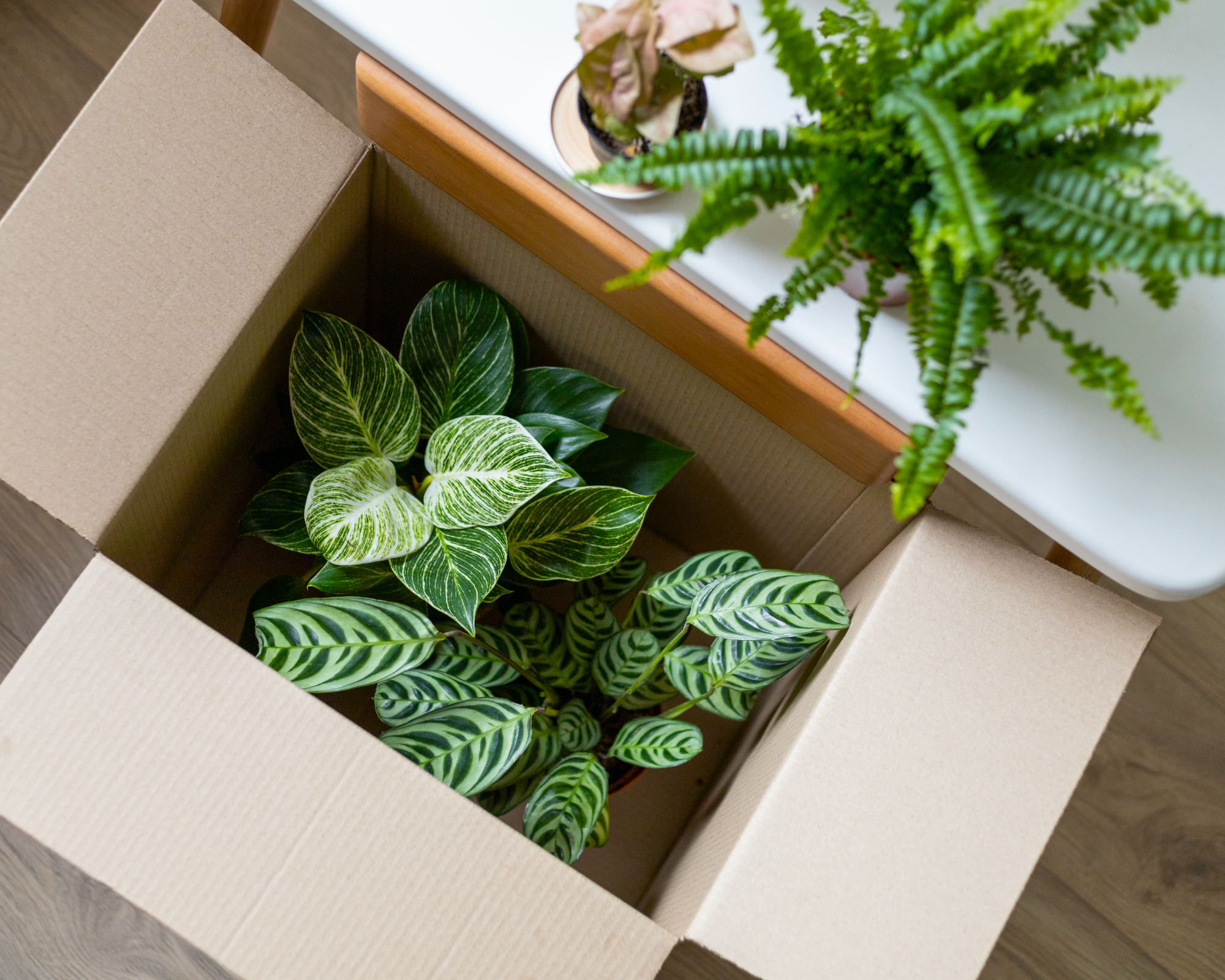 houseplants in a cardboard box