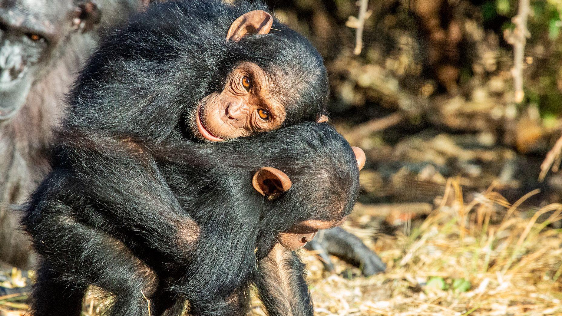Great apes kiss and cuddle to keep the peace, says study