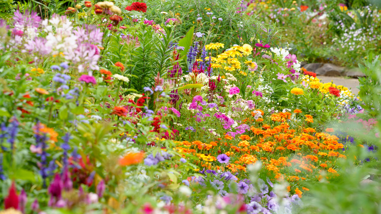 The gorgeous and underrated type of sage that adds a pop of pink to your garden