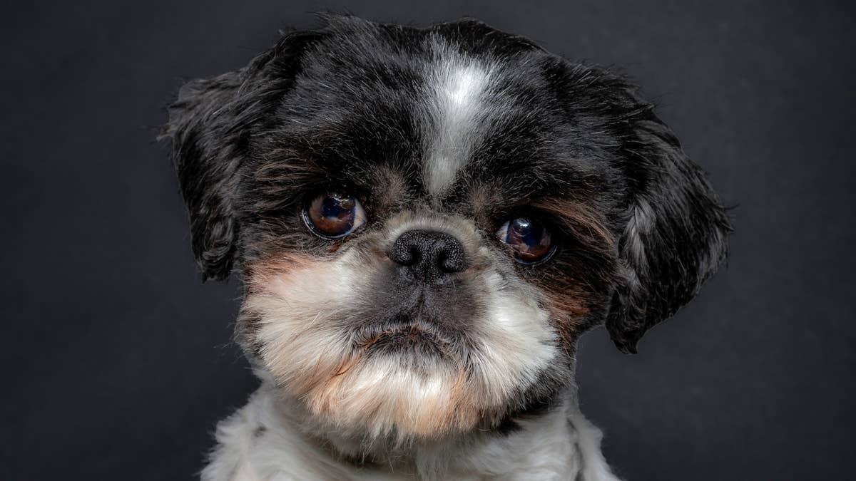 16-year-old blind and deaf Maltese mix surrendered by elderly parent gets most beautiful second chance