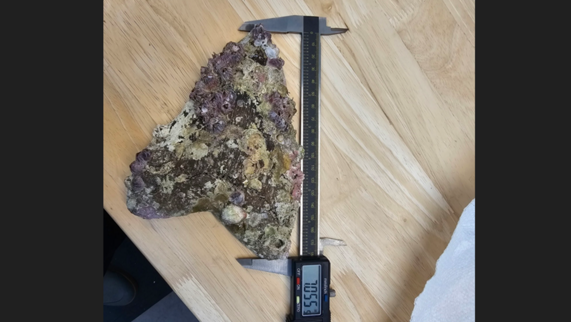 Eric Proulx believes the tooth is the largest found off the North Carolina coast. FossilEra – “the world’s leading” fossil retailer – reports most Megalodon teeth are 4 to 5 inches long.