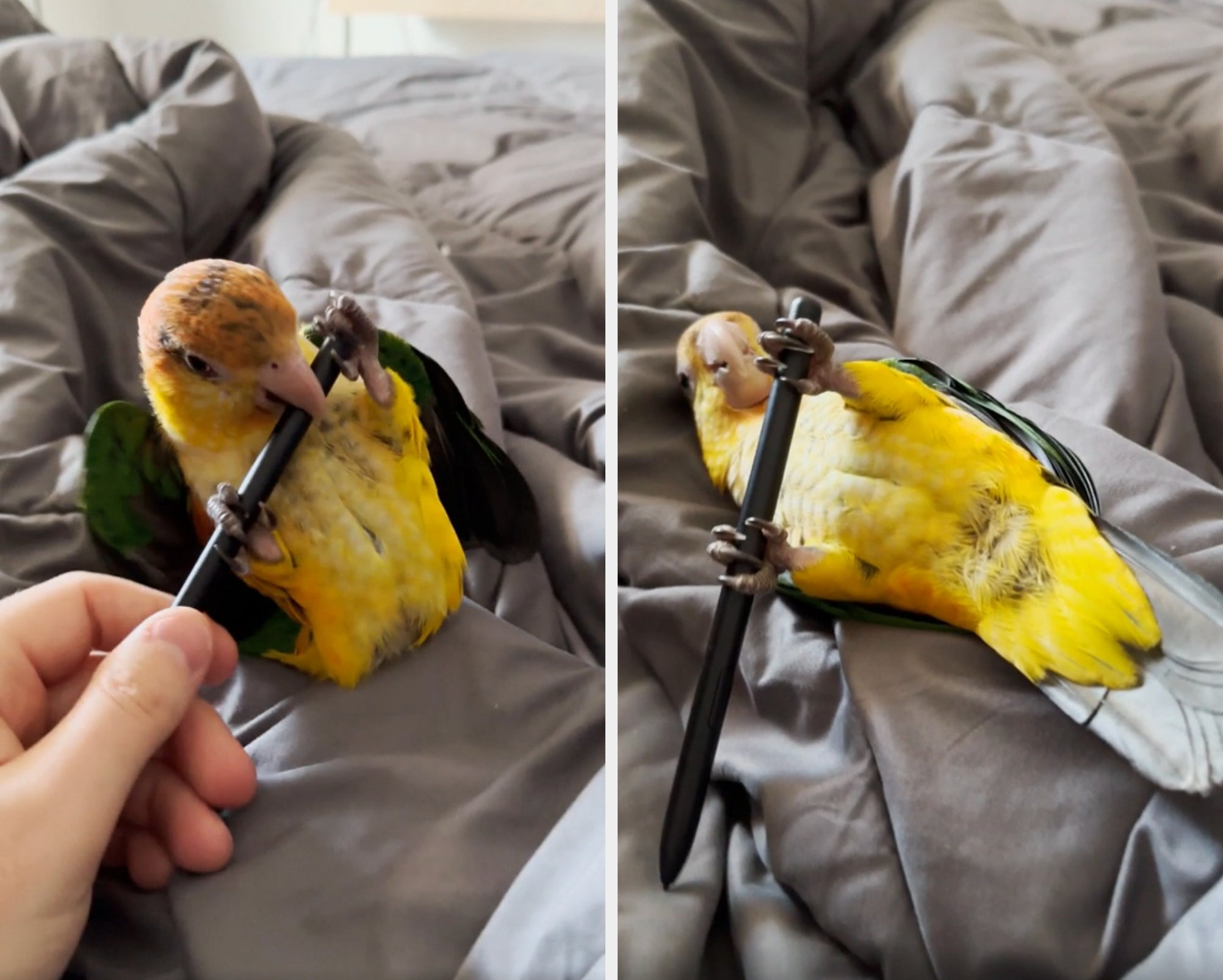Bird on a bed playfully holds and nibbles on a pen, lying on its back with visible yellow and green feathers