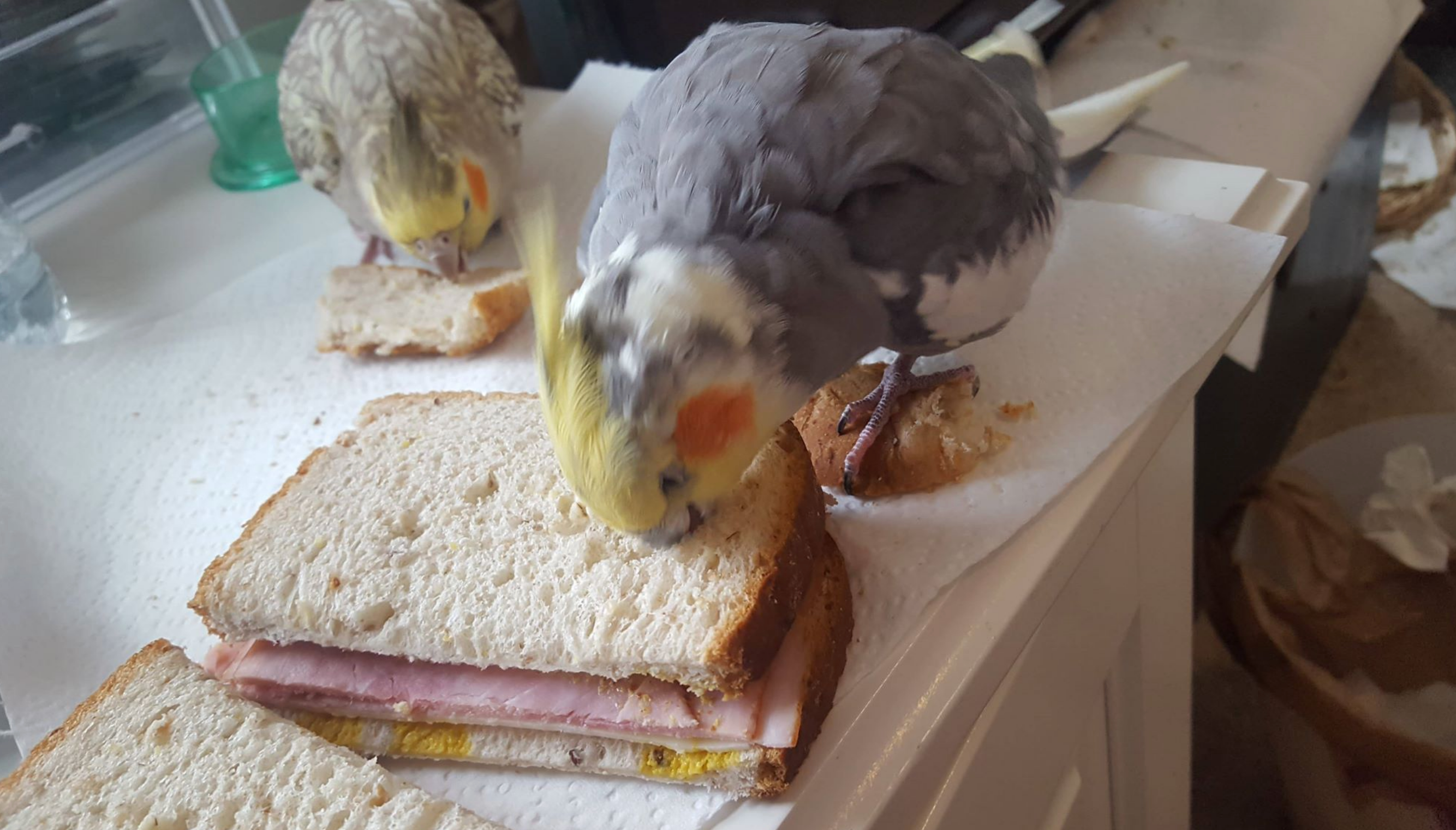 Two birds nibbling on a sandwich placed on a paper towel, with one bird focusing on the sandwich and the other in the background