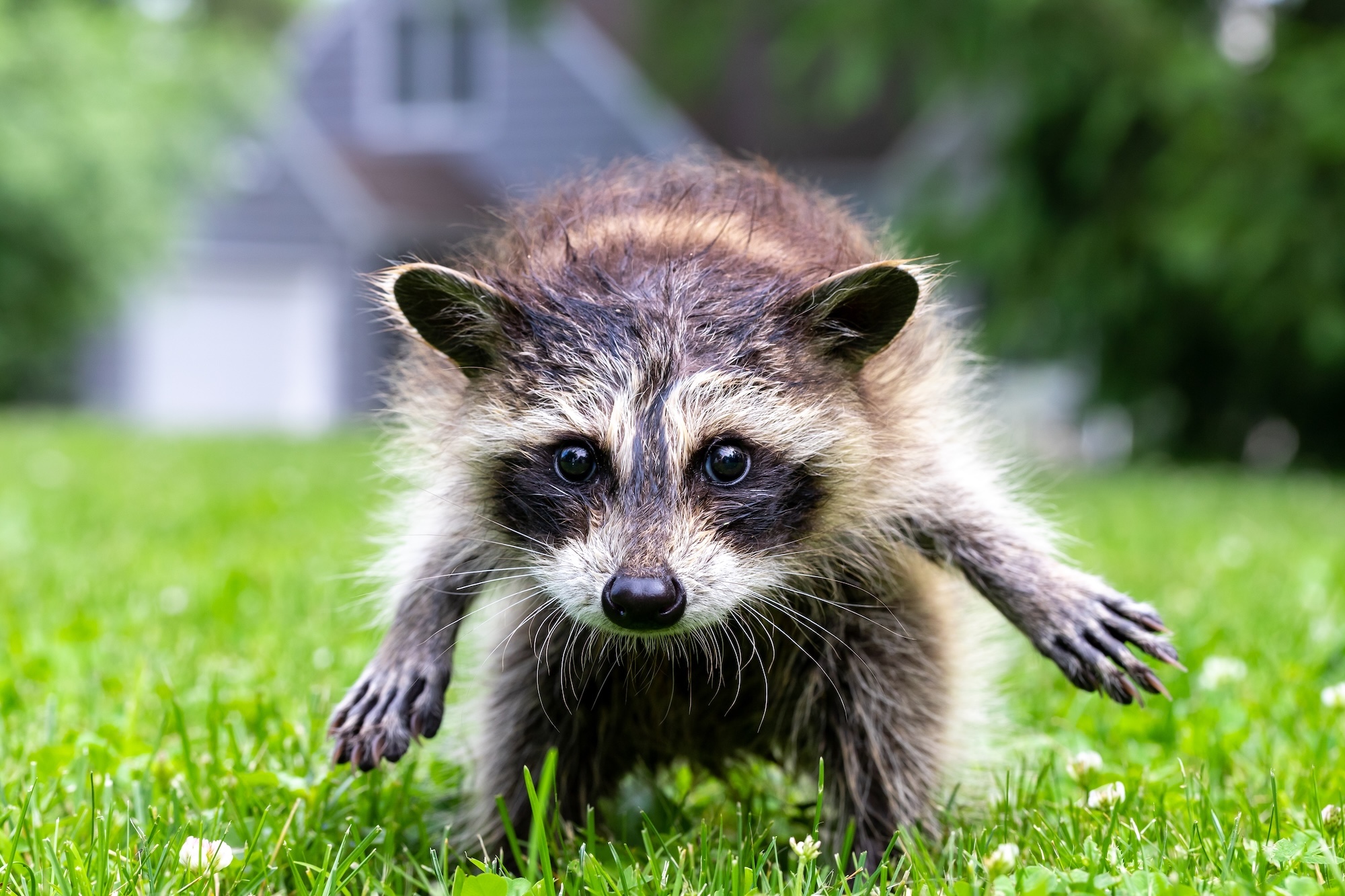 Jimothy the raccoon has a rare spinal condition. Here’s what that means.