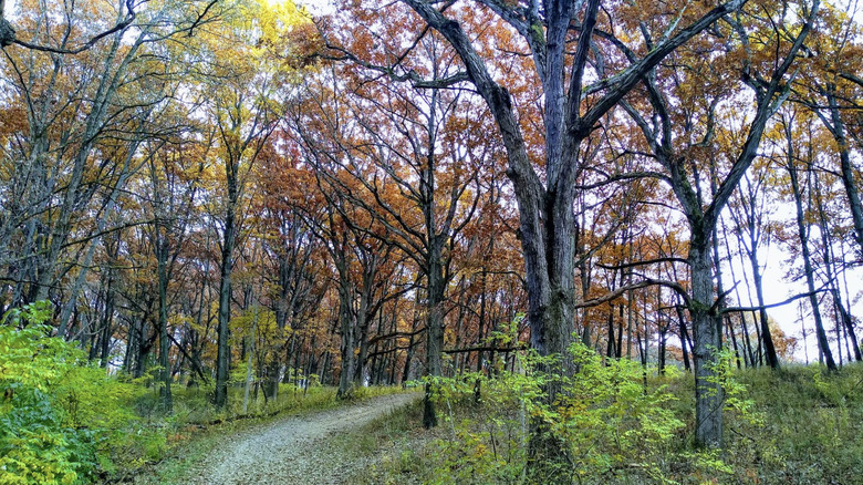 Outside Chicago is Illinois' hilly nature preserve with wetland trails, birdwatching, and remote beauty