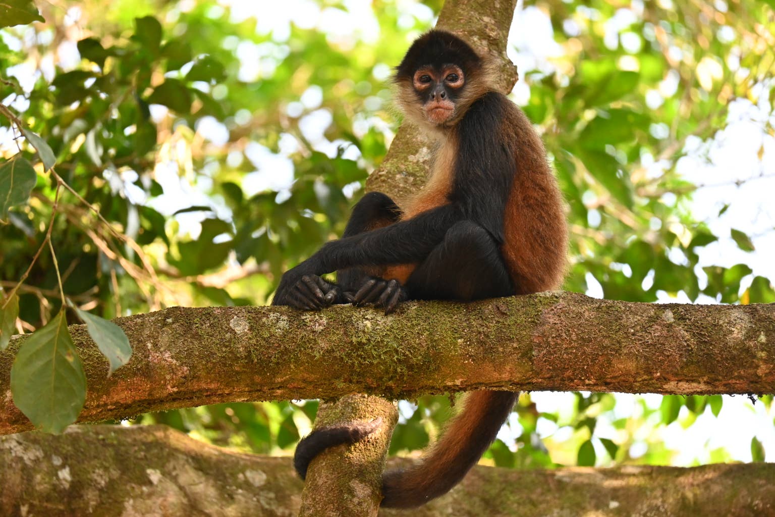 Spider monkey falls in love with a tourist at a Mexico resort and won't stop showing off her baby