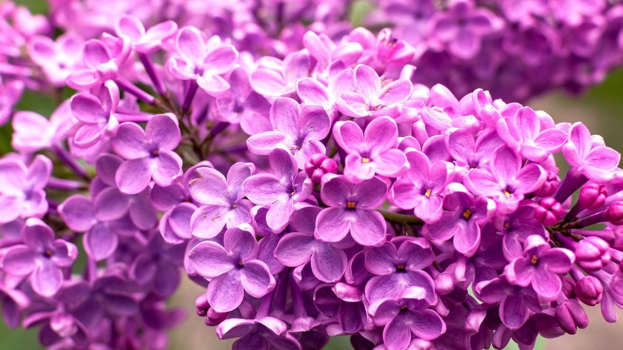 Forget the fads – these 7 anti-trend plants bring forever beauty and a yard that’s always in style