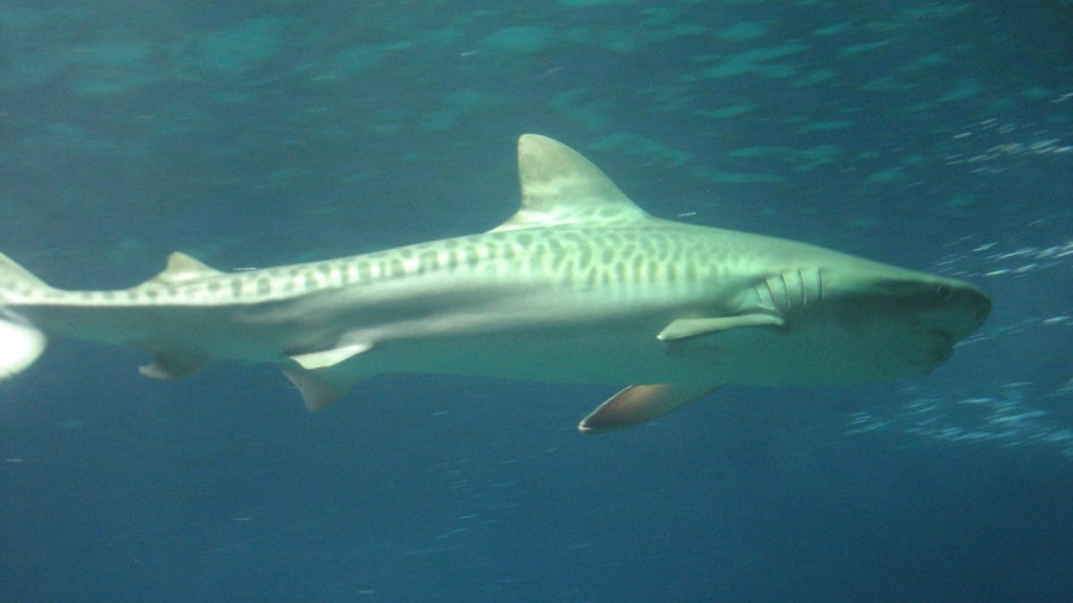 A TikToker encountered a shark nudging her boat in the middle of the sea, and she turned it away with a simple yet dangerous tactic