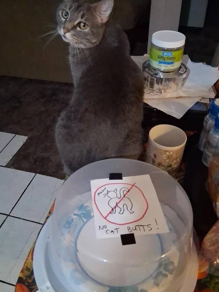 Cat sitting on a counter next to a covered dish with a sign featuring a crossed-out cat butt and text saying, "No cat butts!"