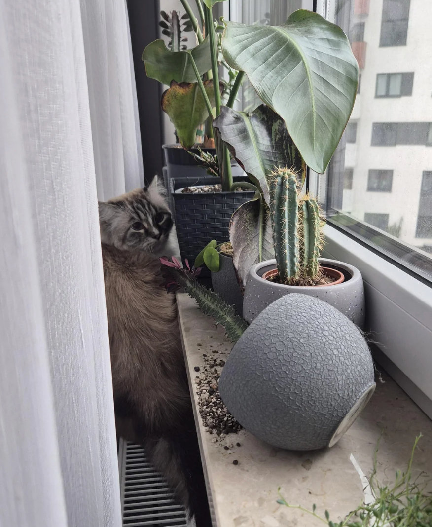 Fluffy cat sits at a window among potted plants, next to a fallen pot with scattered soil. Urban buildings visible through the window