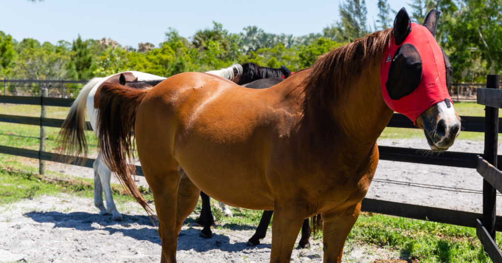 Multiple horses fenced in an area at Moonshine Acres, a Florida Airbnb.