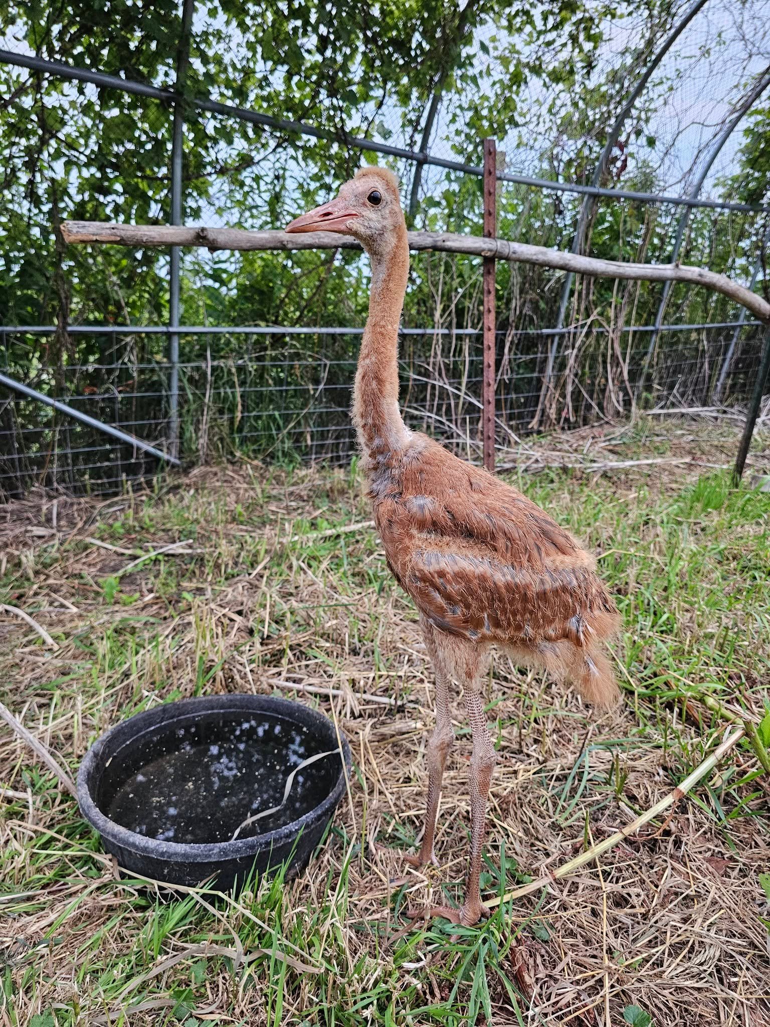 Costumed ‘Ugly Mom’ helps orphaned sandhill cranes