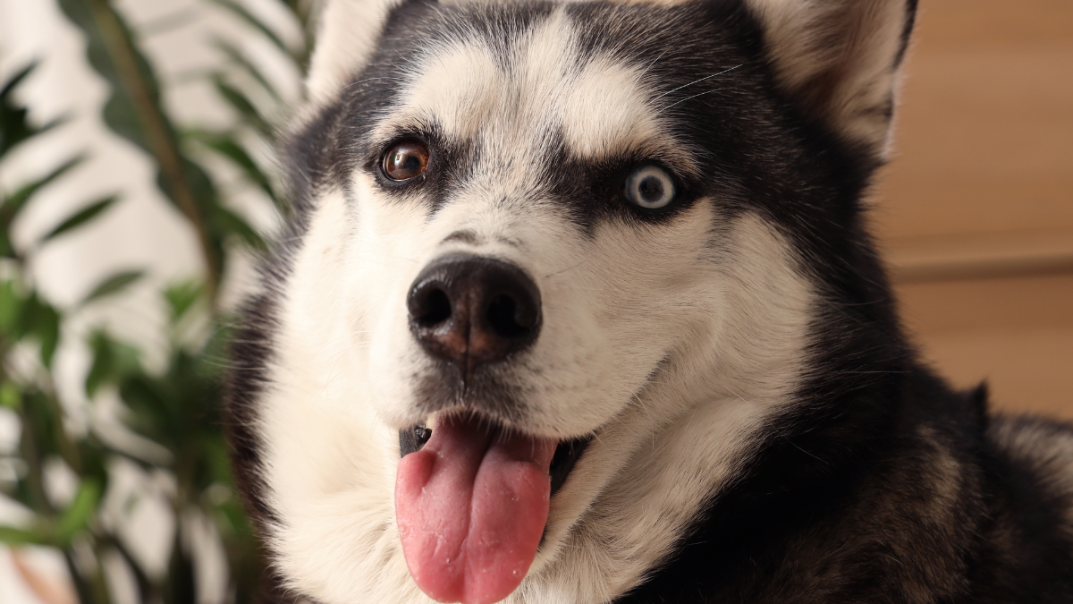 One Reddit post proves that husky owners have the most ridiculous, lovable dogs alive