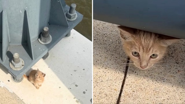 A small orange kitten curiously peeks out from under a metal structure.