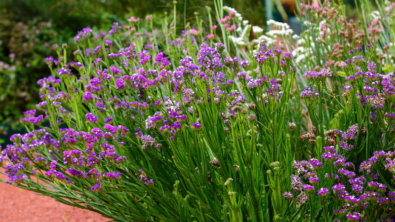 Limonium sinuatum in bloom in a garden with tiny violet flowers
