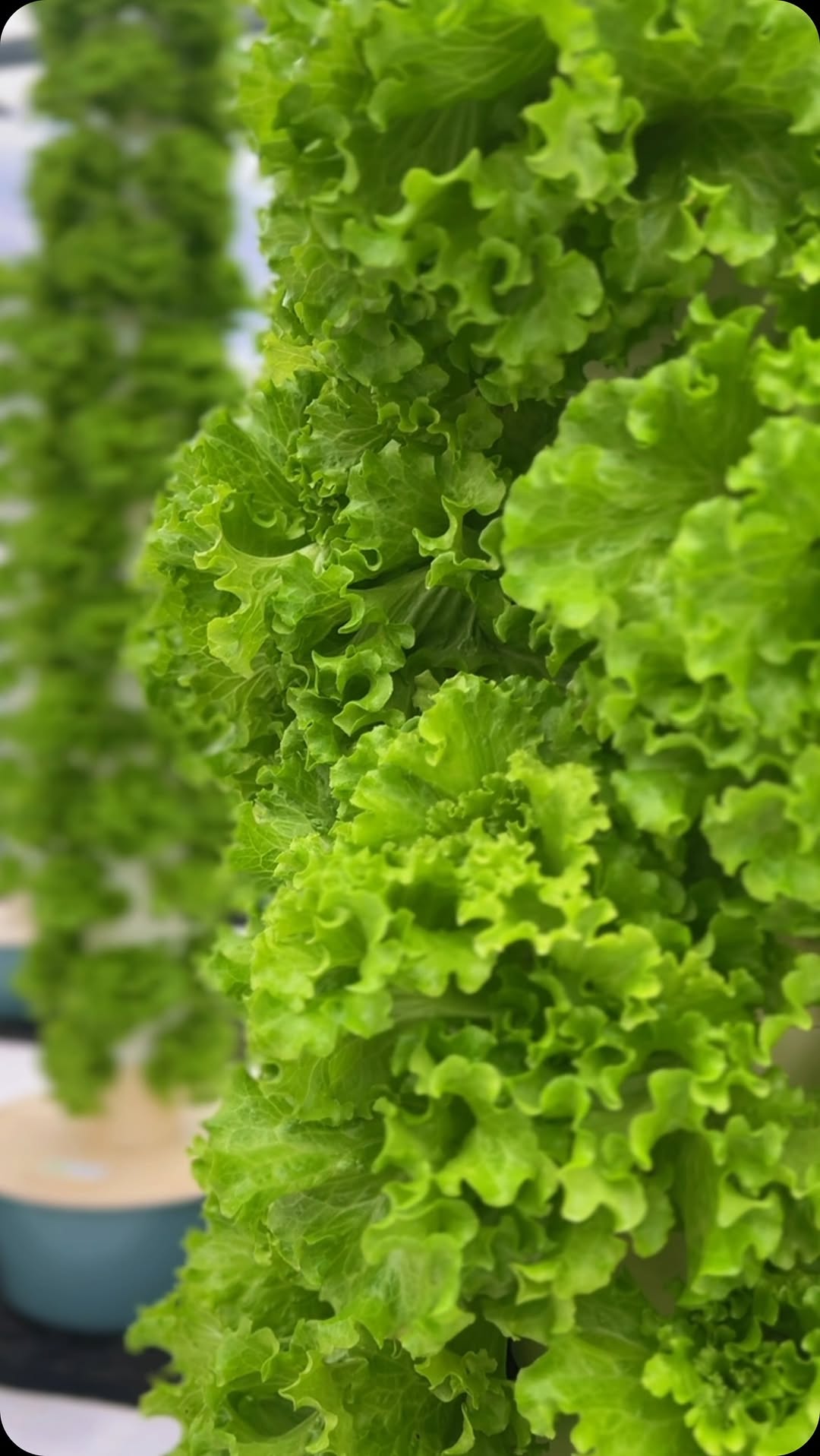 Fresh produce from modern vertical farming