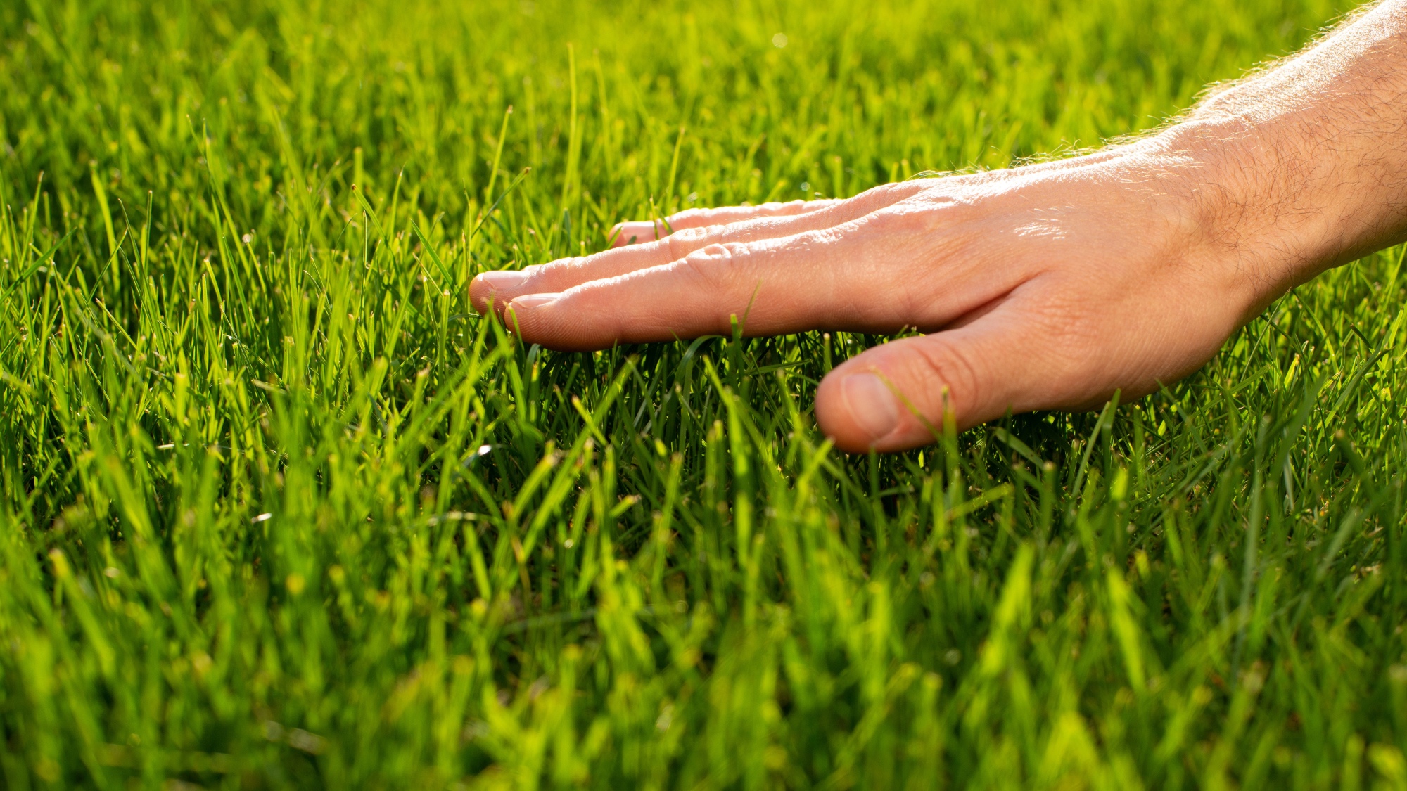 Human palm touching lawn grass low angle view