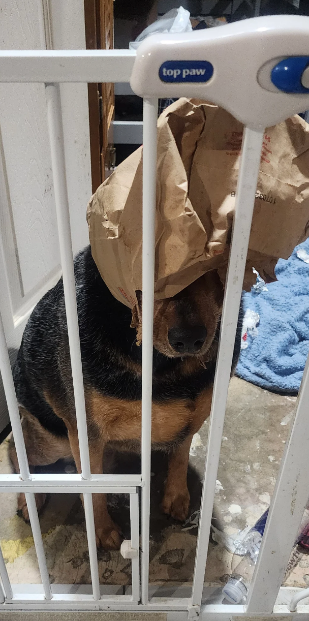 Dog sitting behind a baby gate with a paper bag playfully covering its head, in a cozy room