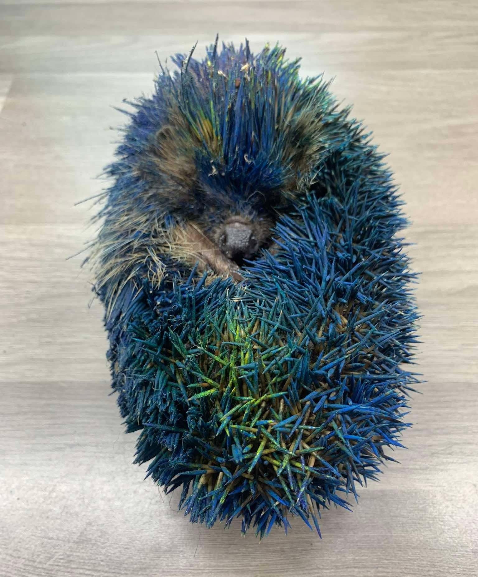 The hedgehog experienced discomfort and breathing problems, but is recovering after treatment