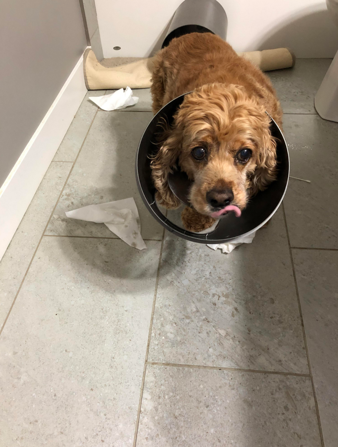 Dog stuck in a trash can lid looks up with a tongue-out expression in a bathroom with tissues on the floor