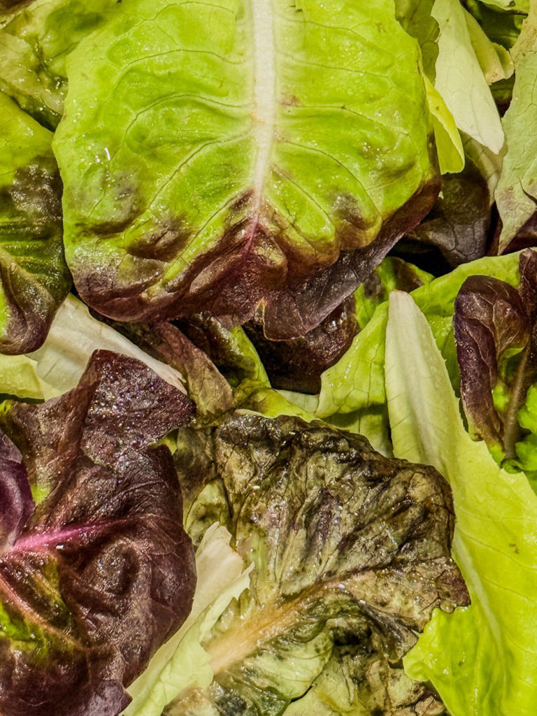 Can we eat lettuce again? The truth about salad risk amid ‘explosive ...